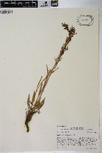 Rumex paucifolius image