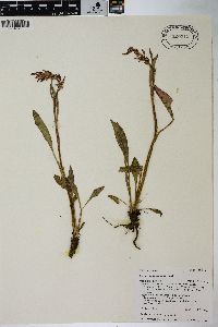 Rumex paucifolius image