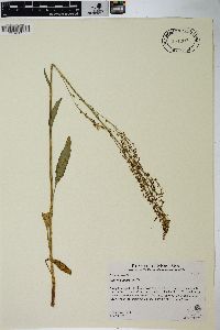 Rumex paucifolius image