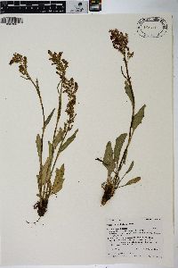 Rumex paucifolius image