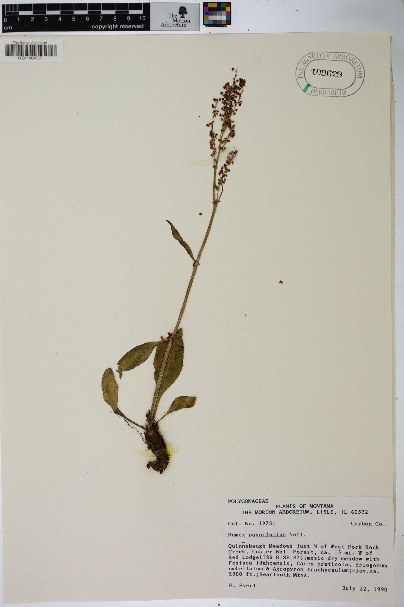 Rumex paucifolius image