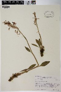 Rumex paucifolius image