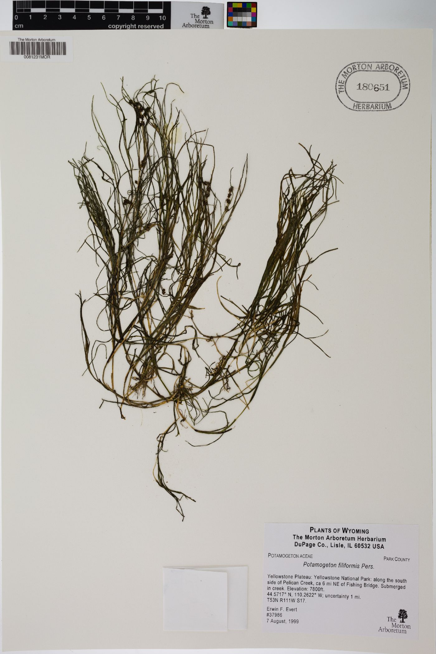 Potamogeton filiformis image