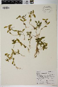 Epilobium anagallidifolium image