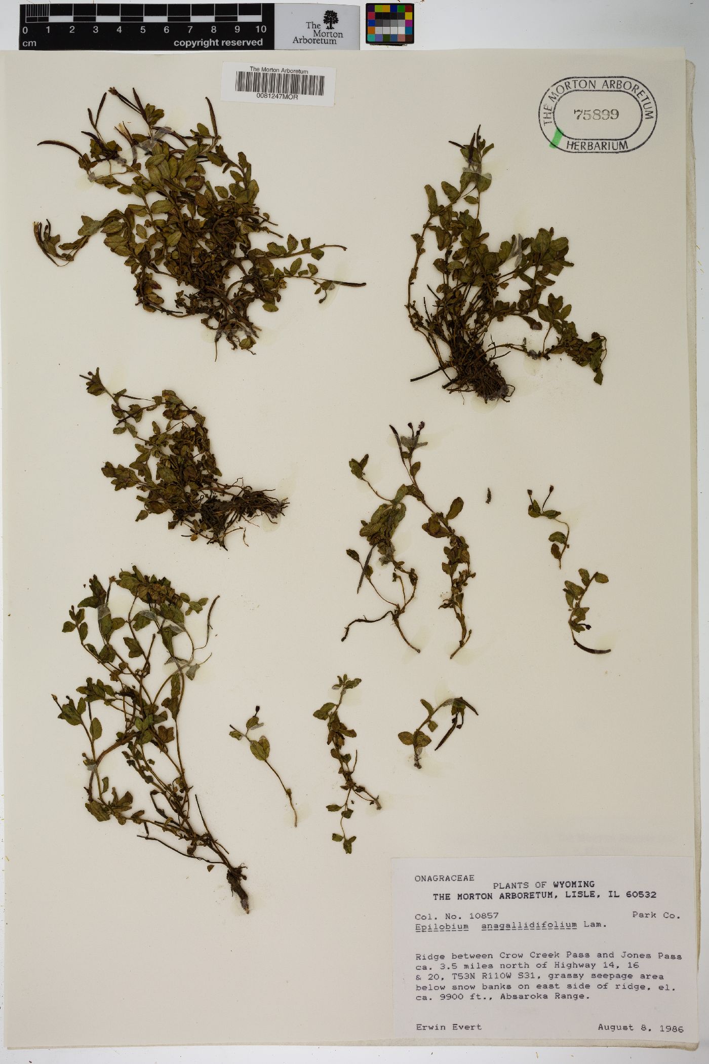 Epilobium anagallidifolium image