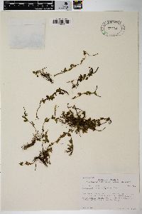 Epilobium anagallidifolium image