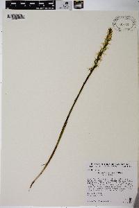 Spiranthes cernua image