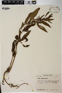 Rumex obtusifolius image