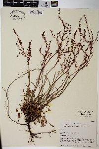 Rumex hastatulus image