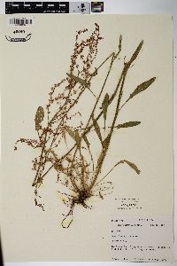 Rumex hastatulus image