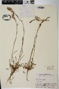 Rumex hastatulus image