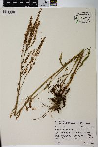 Rumex hastatulus image