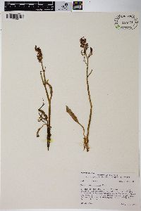 Rumex paucifolius image