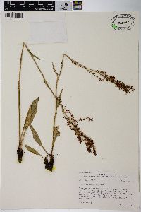 Rumex paucifolius image