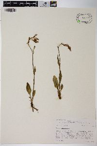 Rumex paucifolius image