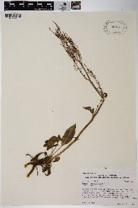 Rumex paucifolius subsp. paucifolius image