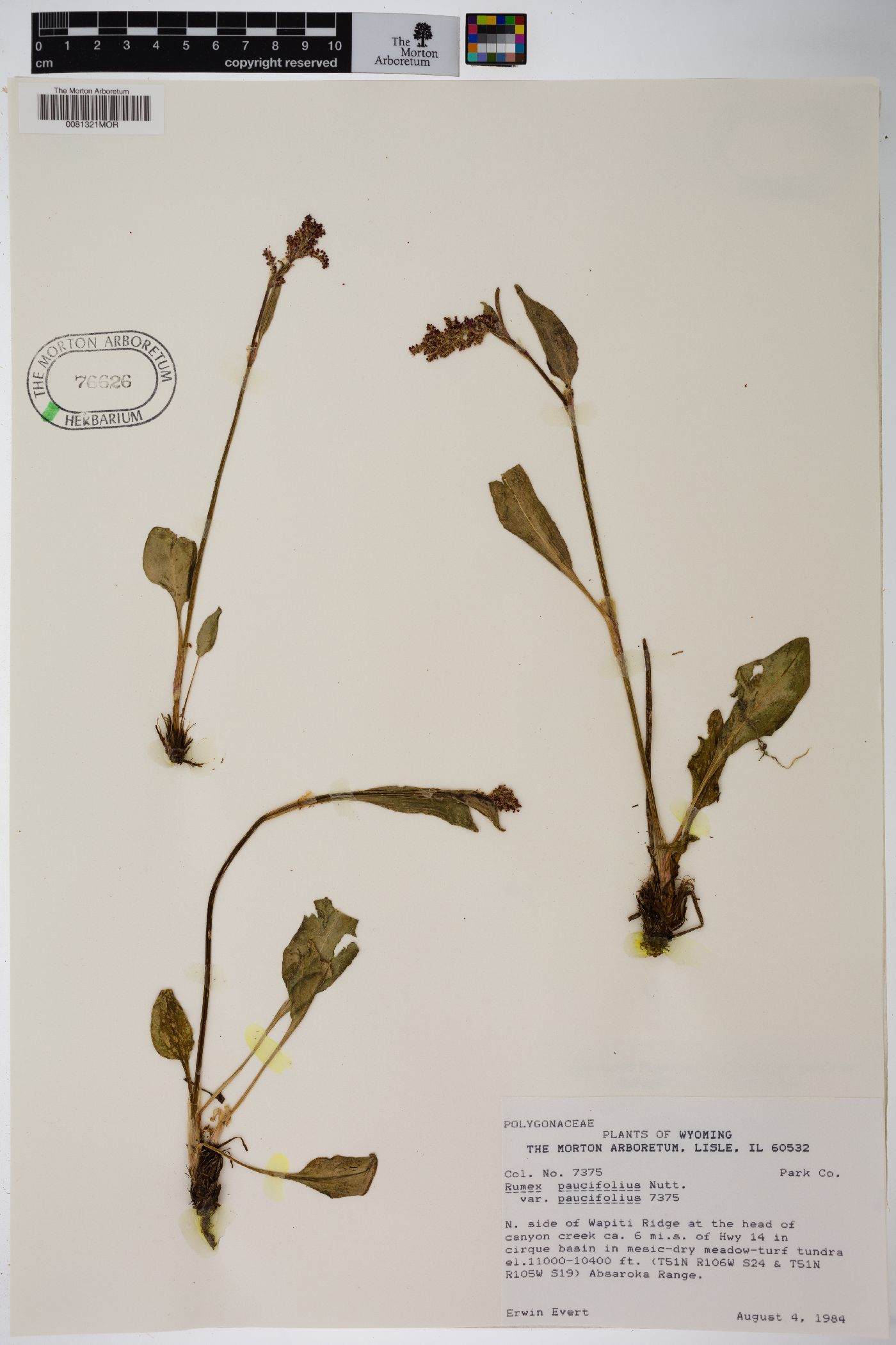 Rumex paucifolius subsp. paucifolius image