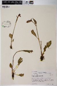 Rumex paucifolius image