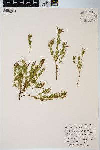 Epilobium suffruticosum image