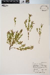 Epilobium suffruticosum image