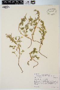 Epilobium suffruticosum image