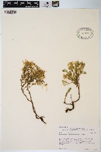 Epilobium suffruticosum image
