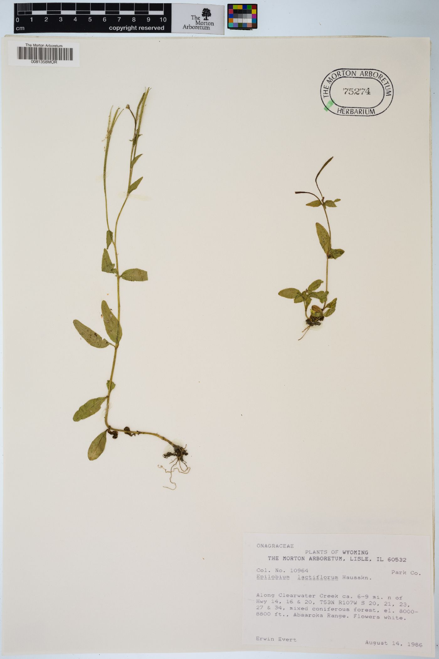 Epilobium lactiflorum image