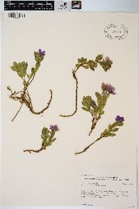 Chamerion latifolium image