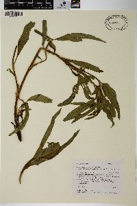 Rumex salicifolius var. mexicanus image