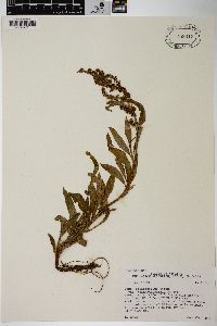 Rumex salicifolius var. mexicanus image