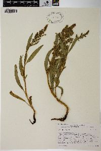 Rumex salicifolius var. mexicanus image