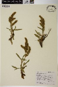 Rumex utahensis image