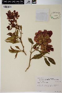 Rumex venosus image