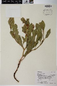 Rumex venosus image