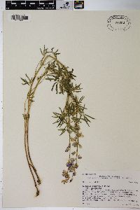 Lupinus argenteus var. argenteus image