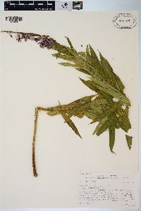 Chamaenerion angustifolium subsp. circumvagum image