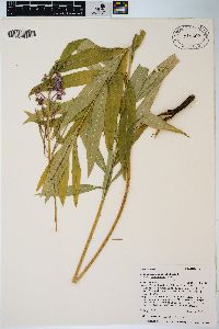 Chamaenerion angustifolium subsp. circumvagum image