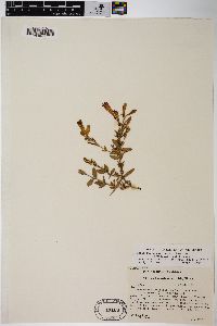 Epilobium canum subsp. latifolium image