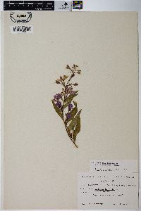 Chamaenerion angustifolium subsp. circumvagum image