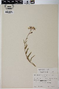 Chamaenerion angustifolium subsp. circumvagum image