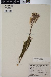 Chamaenerion angustifolium subsp. circumvagum image