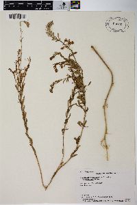 Chamaenerion angustifolium subsp. circumvagum image