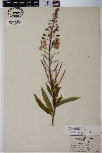 Chamaenerion angustifolium subsp. circumvagum image