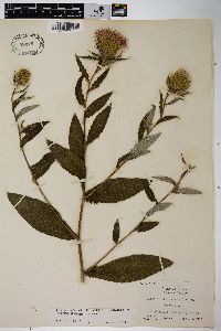 Cirsium altissimum image