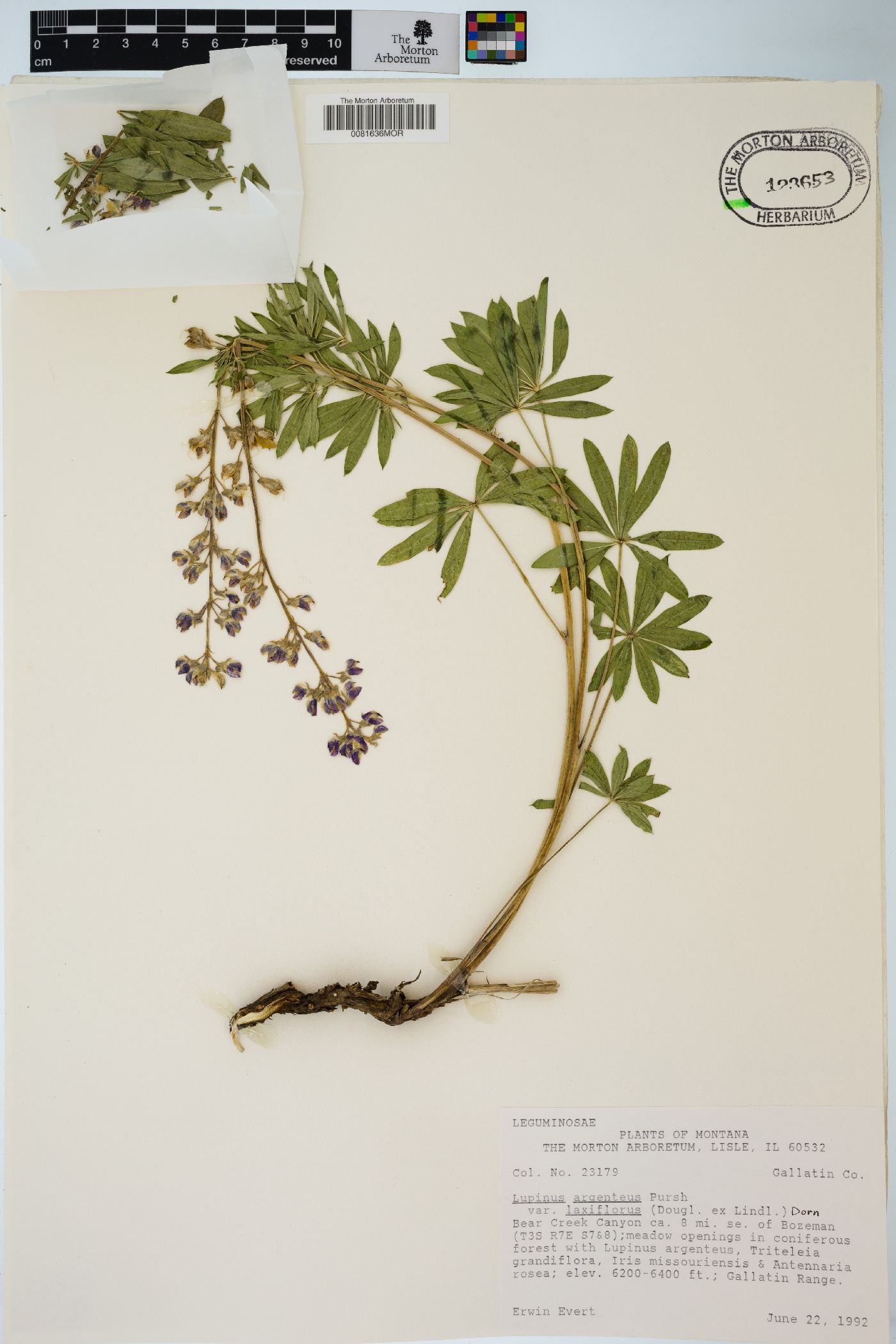 Lupinus argenteus var. laxiflorus image