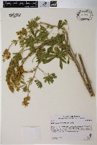 Lupinus leucophyllus image