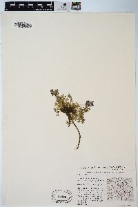 Lupinus sellulus var. lobbii image