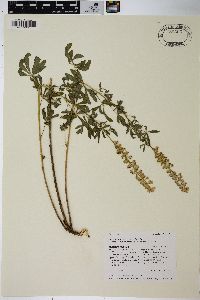 Lupinus argenteus subsp. rubricaulis image