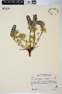 Lupinus argenteus var. depressus image