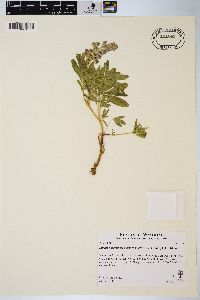 Lupinus argenteus var. depressus image